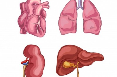 Karaciğer’iniz yenilenecek muthiş bir kür...